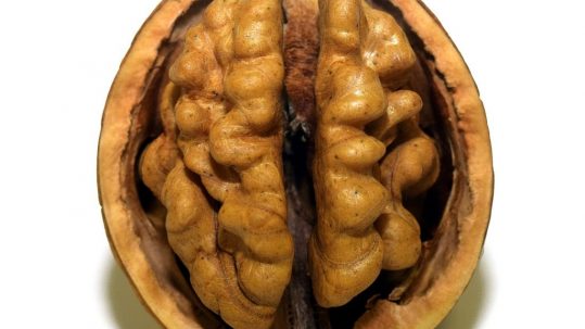 Imagen del cerebro de una nuez. Psicología al trantrán